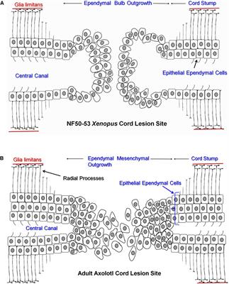 Musashi and Plasticity of Xenopus and Axolotl Spinal Cord Ependymal Cells